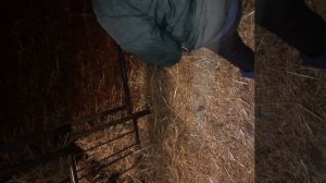 Деревенская девчёнка 20200924