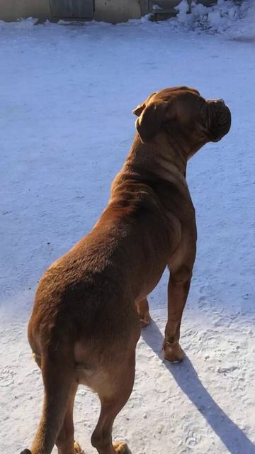 Собаки. Часть 13