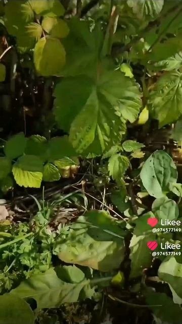 Малинка-Валеринка 2 в кино следующим летом