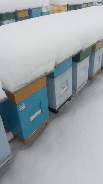 Улья лысонь