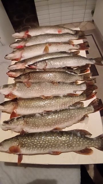 Вот такой улов / Работаем братья ,для вас будем делать вкусняшку смотреть онлайн