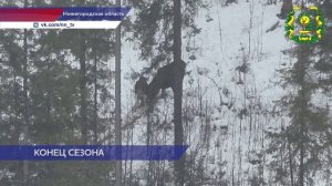В Нижегородской области завершился сезон охоты на лосей