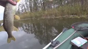 ОКУНЬ КРУПНЕЕ ЩУКИ! С таким окунем и щука не нужна! Рыбалка осенью на спиннинг.