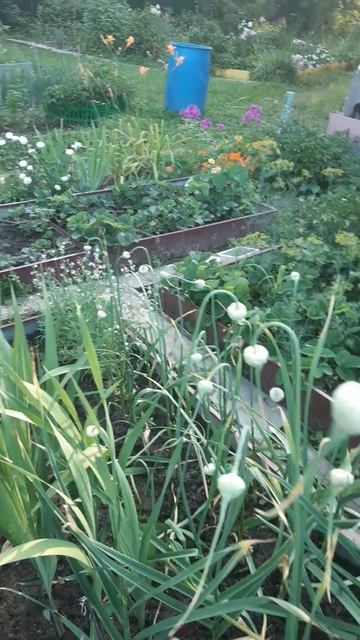 Огород в Пушкино смотреть онлайн