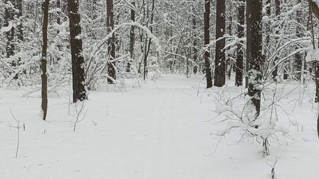 зимний лес. прогулка на лыжах.