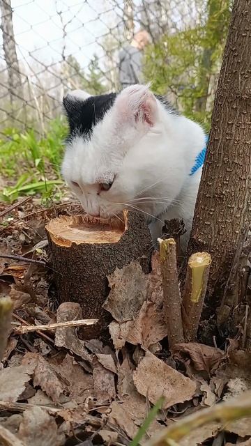 кошка Люся на прогулке