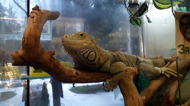 Игуана Зяба - любимое развлечение детей и взрослых в Гелиос отеле Зеленогорска. смотреть онлайн