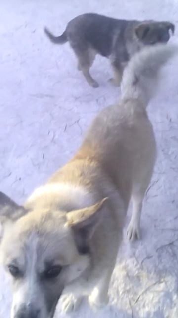 Собаки. Часть 6