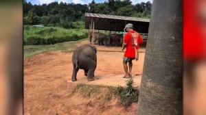 Интернет в Шоке! Безумные Случаи с Животными, Снятые На Камеру