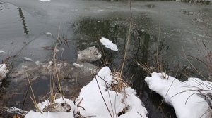 Проверка капканов на бобра. 11 января 2026