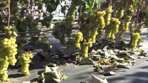 Виноград Вандаль - Клише 2025г