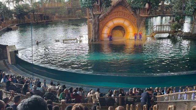 Шоу дельфинов в Абу Даби