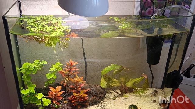 рождение мальков гуппи 🤗🐠 Теперь нас целая семья 🙏🐠 утренний сюрприз 🌿 смотреть онлайн