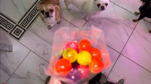 Хвостатики подаркам всегда очень рады.