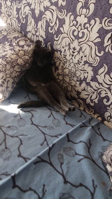 Котёнок сидит в смешной позе