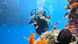 Египет,  ноябрь 2025.