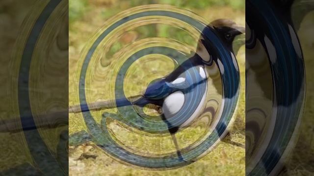 Зачем сороки воруют у человека мелкие блестящие вещи