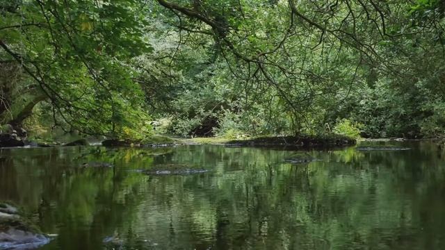 Пение птиц, звук воды, звуки леса, голоса птиц. Релаксация и расслабление. смотреть онлайн