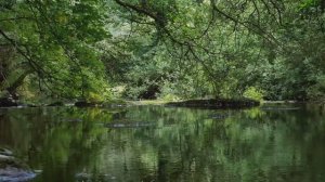 Пение птиц, звук воды, звуки леса, голоса птиц. Релаксация и расслабление.