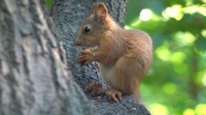 Голодные белки. Сентябрь 2024