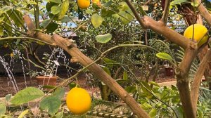 Лимоны, мандарины и грейпфруты созрели в Ботаническом саду в Минске