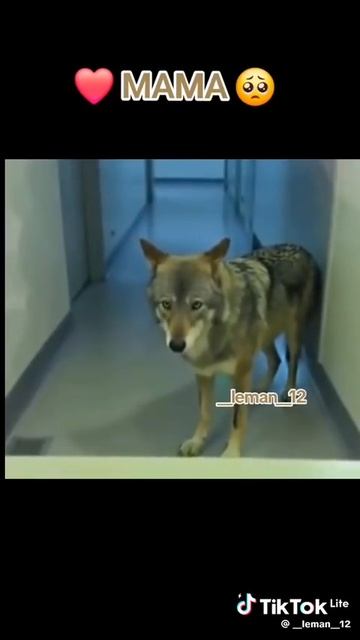 Мамы - они такие