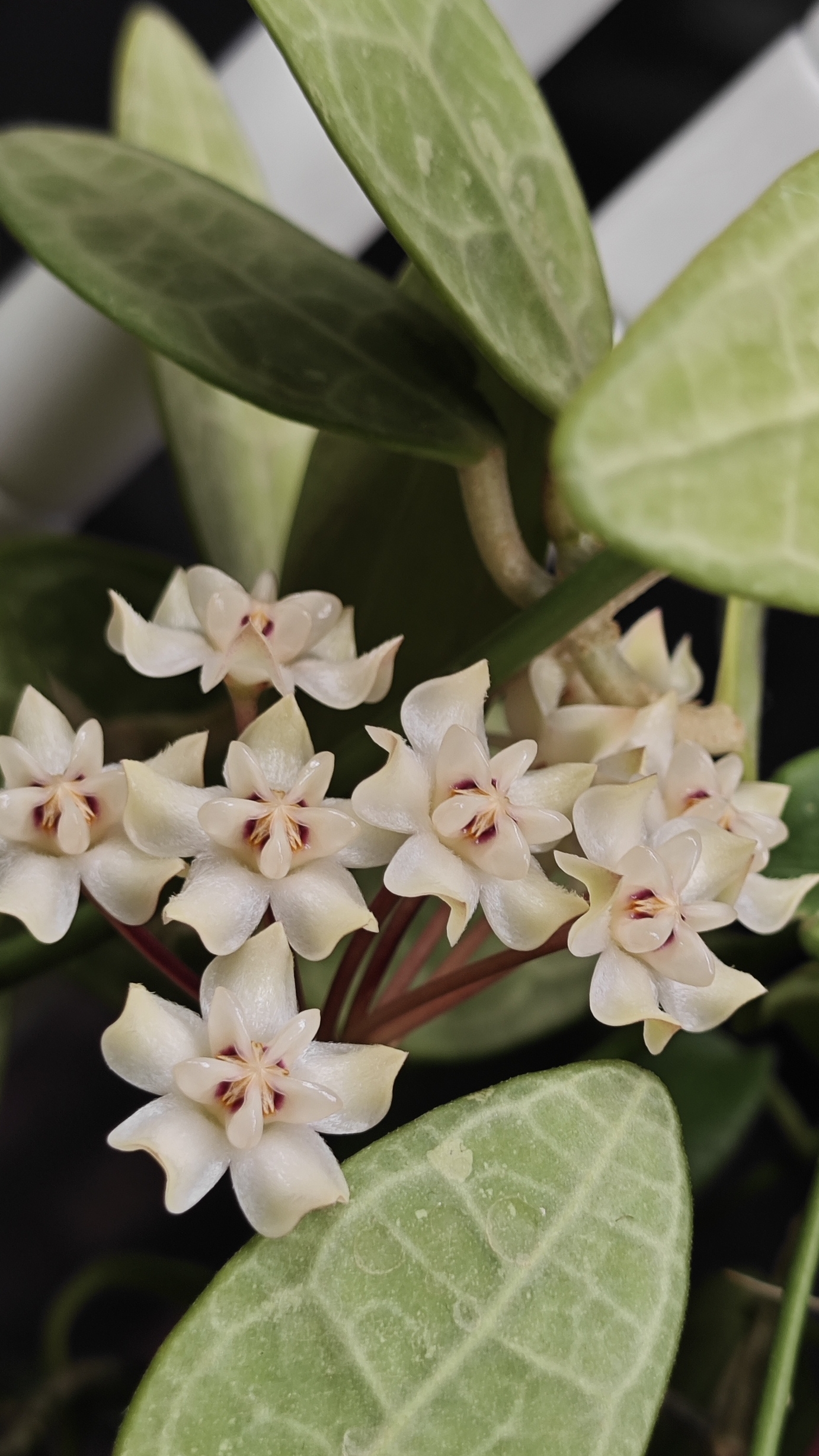 хойя элиптика смотреть онлайн