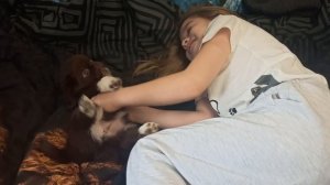 Глаша и Дариша #чихуахуа_и_дети