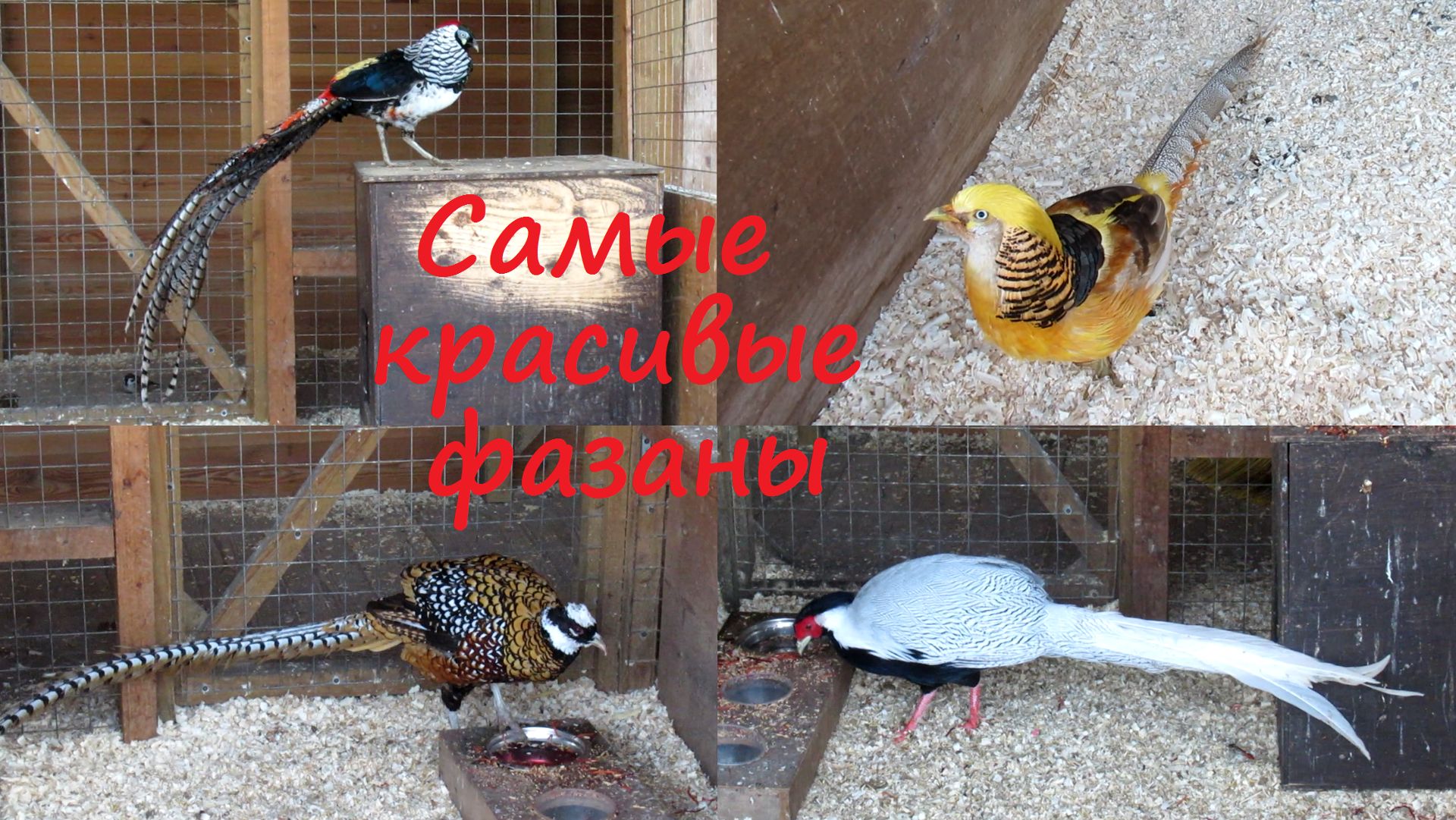 Фазаны. Видео с самыми красивыми фазанами смотреть онлайн