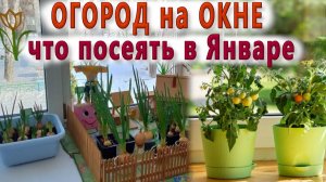 ОГОРОД НА ОКНЕ🌳ЧТО ПОСЕЯТЬ В ЯНВАРЕ В КВАРТИРЕ—ЛУК,ЧЕСНОК,ТОМАТЫ,СЕЛЬДЕРЕЙ,ОГУРЦЫ