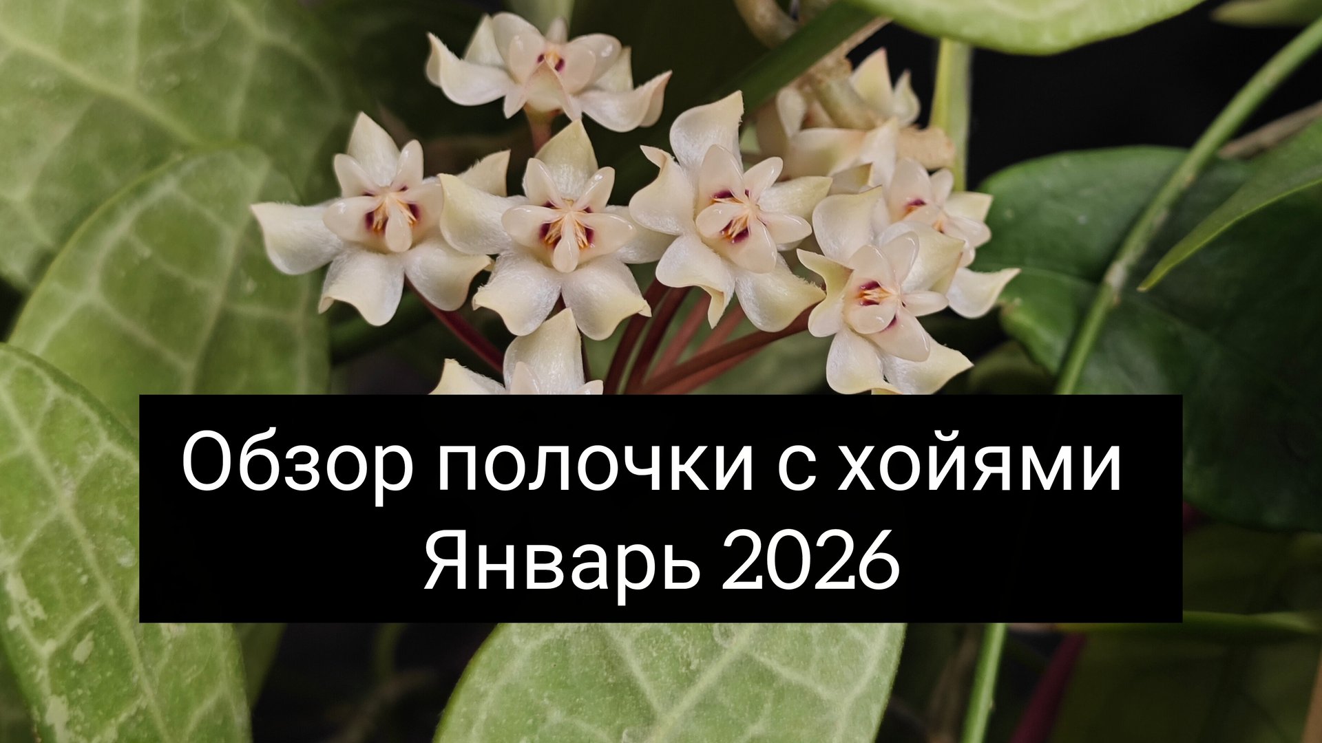 обзор полочки с хойями январь 2026 смотреть онлайн