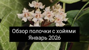 обзор полочки с хойями январь 2026