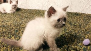 cats679-20260111-2_2mes