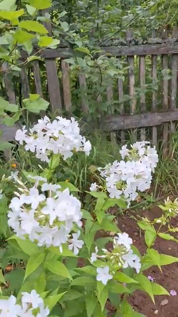 Царевна Лебедь