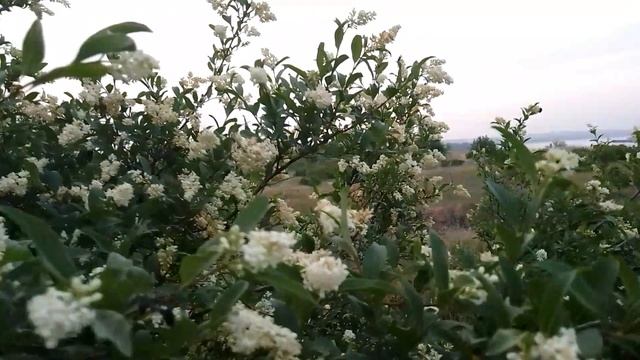 Аромат цветов