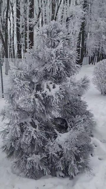 Красавица сосна❄️ смотреть онлайн