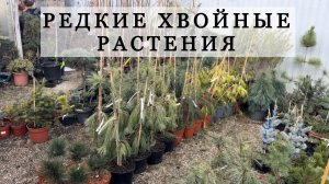 Редкие хвойные растения