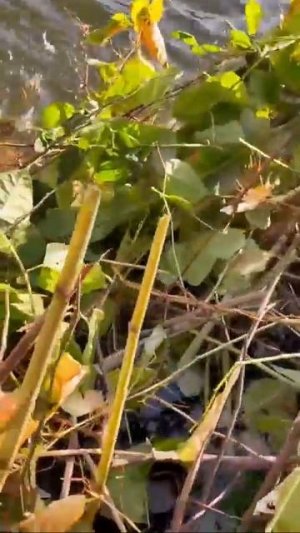 Видео от За Трофеем: Охота и Рыбалка