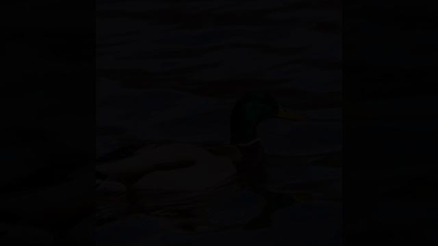 Почему утка не мокнет в воде?