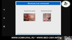 01 Основы цитологии. Строение клетки. Основы гистологии. Виды тканей.