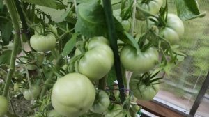 42-ДАЧА.пробуем свои помидоры😍2 часть(19.07.-25.07.21.)