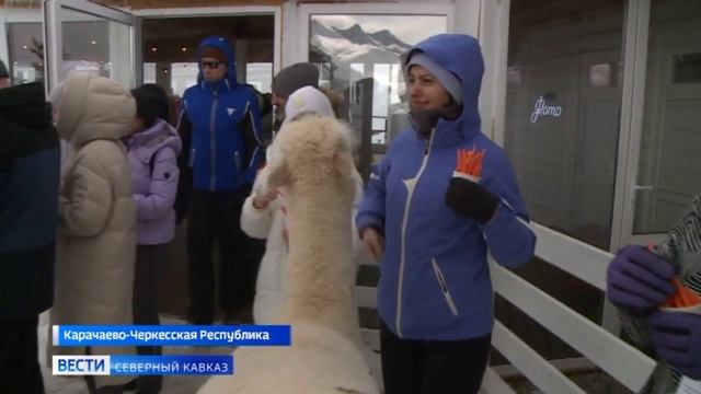 Как прошли новогодние каникулы на горнолыжном курорте Карачаево-Черкесии смотреть онлайн