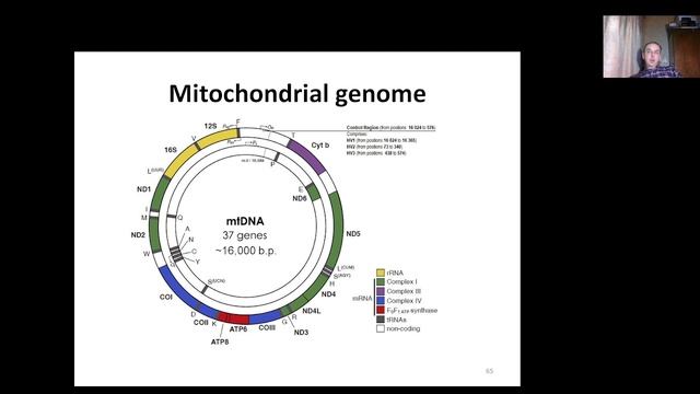 Molecular and Cell Biology L1.5 Eukaryotic cells