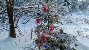 НОВОГОДНЕЕ ЧУДО СРЕДИ ЗИМНЕГО ЛЕСА