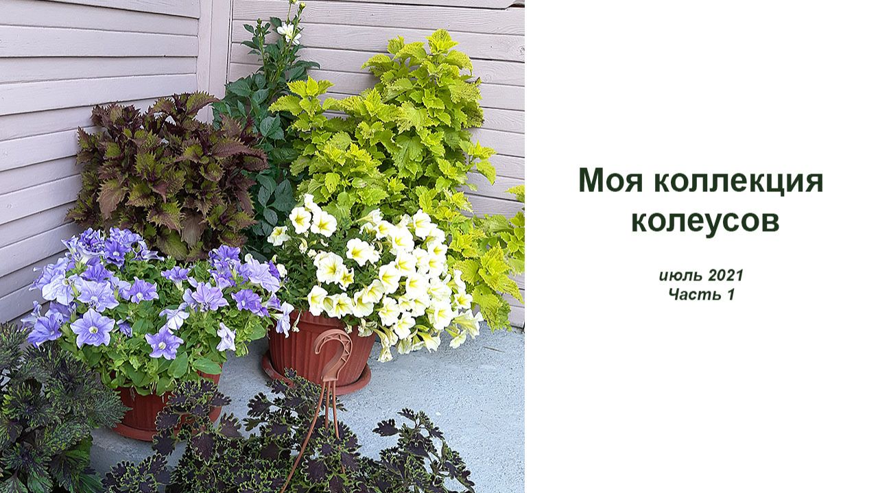 Колеусы - небольшая прогулка по саду. Июль 2021. смотреть онлайн