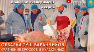 🐏Эдильбаевская порода - 81% мякоти! Результаты контрольной обвалки и взвешивания. ТОО Алаколь Агро