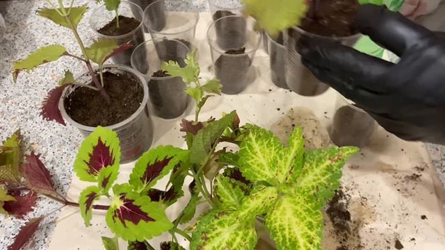 Колеусы посадка в январе. смотреть онлайн