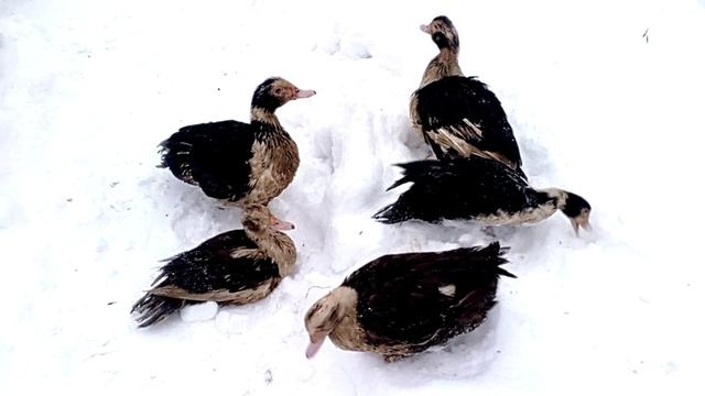 Индоутки в зимнее время