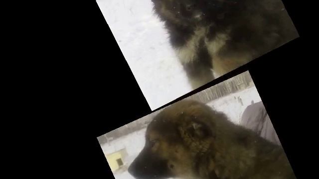 Собаки. Часть 1.