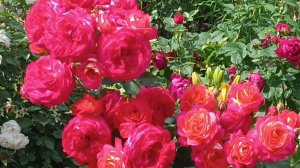 Розы. Лето 2025 года.